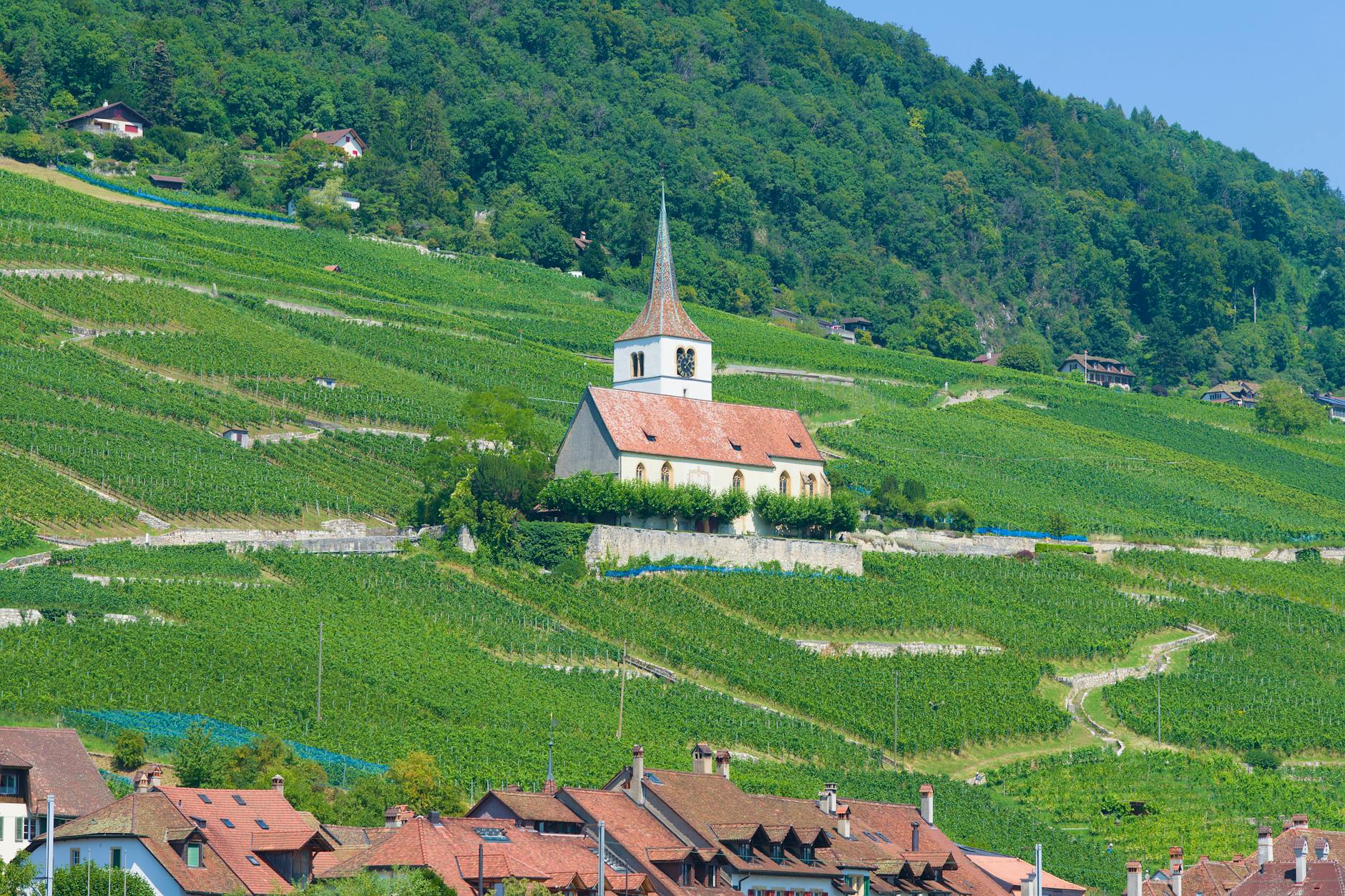 Spring Mountain District vineyards