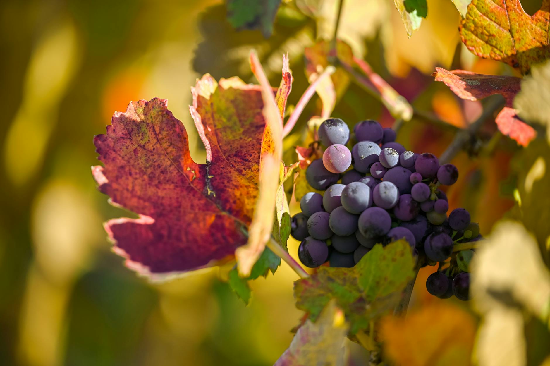 Harvest Season