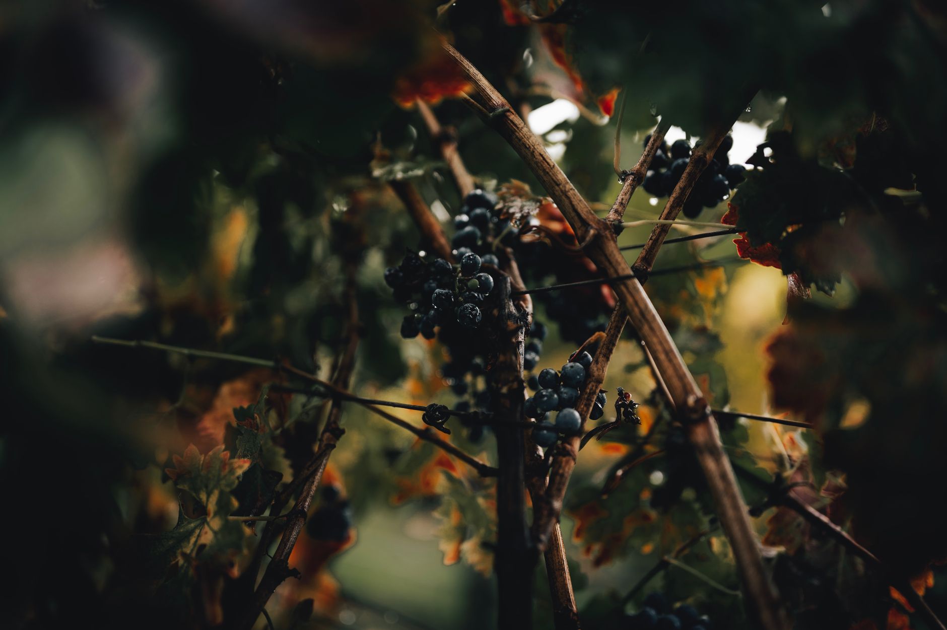 Oakville AVA vineyards